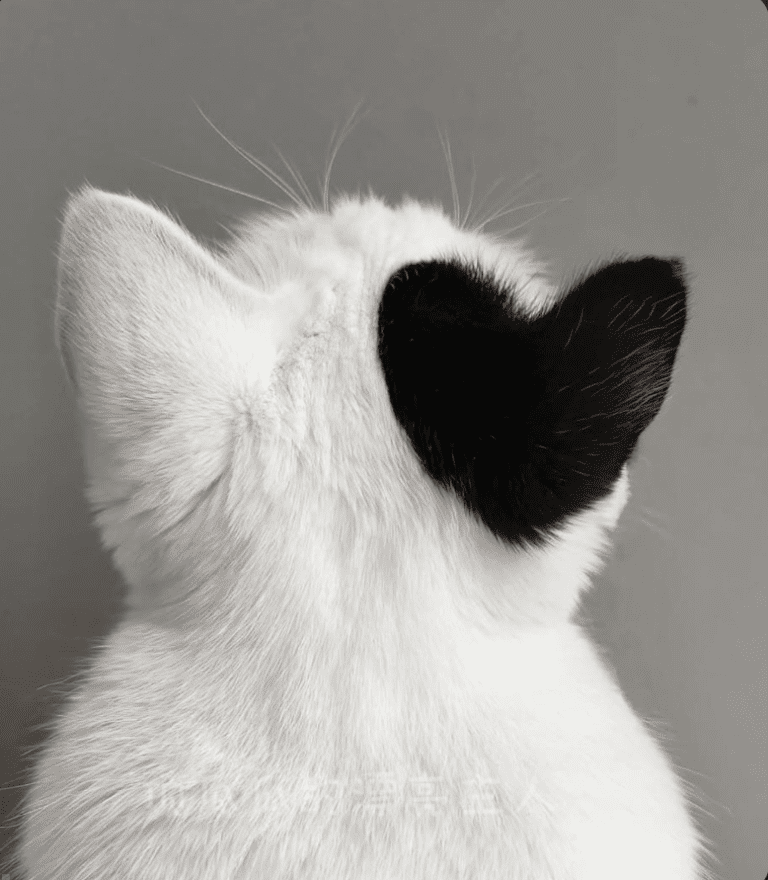 image 5 석박사 논문 작성, 성공적인 연구를 위한 필수 리서치 사이트 가이드