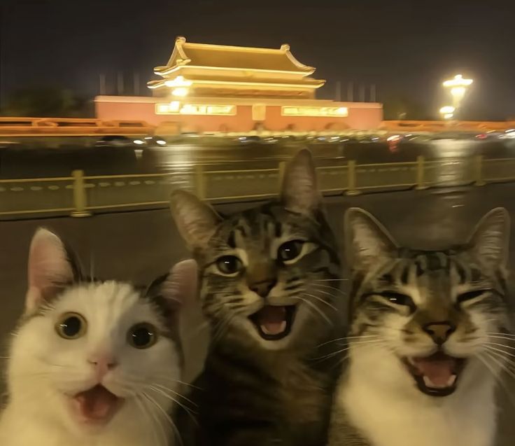 050102 대학원생 필수, 회귀분석 해석법